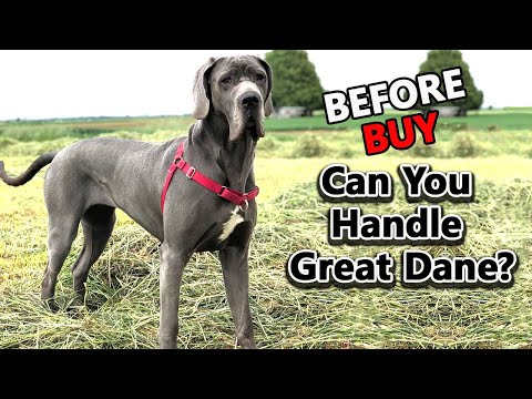 Is the Great Dane Your Perfect Match?