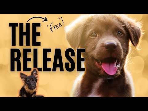 How To Teach Your Dog A Release Cue