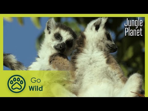 The Kingdom of the Sun: Madagascan Deciduous Forest | Jungle Planet 13/26 | Go Wild