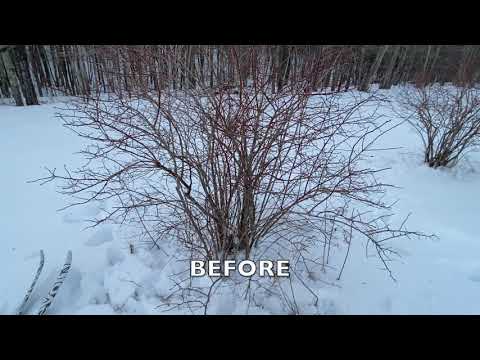 Blueberry Pruning