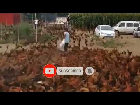 feeding food to animals and chicken