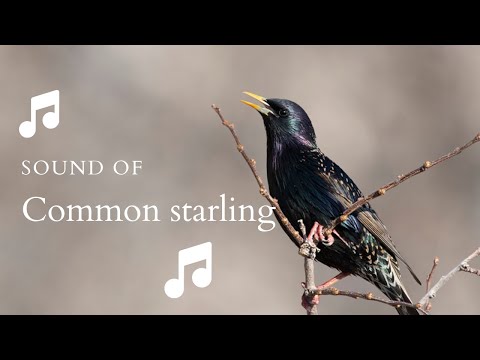 👉 S28 Common starling ( Sturnus vulgaris ) | Graur