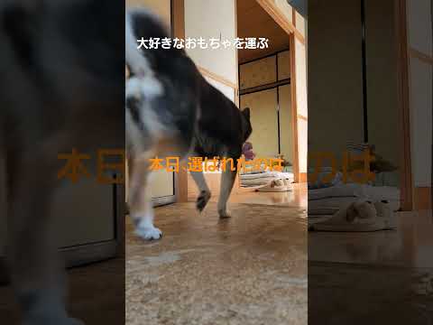 大好きなおもちゃを運ぶ骨バージョン🦴#保護犬 #保護犬を家族に #多頭飼育崩壊 #柴犬のいる暮らし