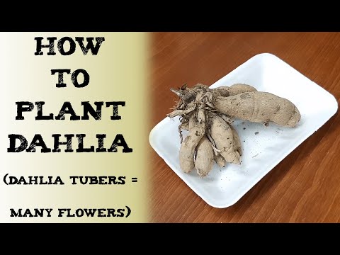 how to plant dahlia 大丽花的块茎种植方法 कंद से डहलिया कैसे उगाएं Как посадить георгины cultivo de la Dalia