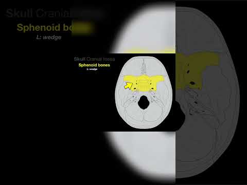 Unlocking the Secrets of the Cranial Fossa #shorts #skull  #anotomy #doctor #anatomy