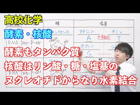 【高校化学】天然高分子⑫ 〜酵素・核酸〜