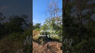 Sounds of Nature #calm #peace #nature #soundsofnature #mesmerizing #forest #tree #birds #chirping