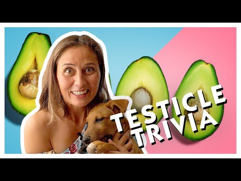 Testicle Trivia