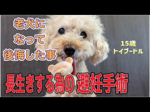 老犬になって後悔した避妊手術について/胸にしこりができたので病院へ/チュールアイスはじめました☺️💓