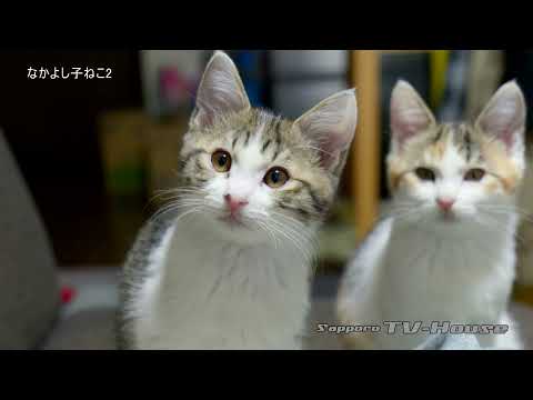 なかよし子ねこ2 Friendly kittens