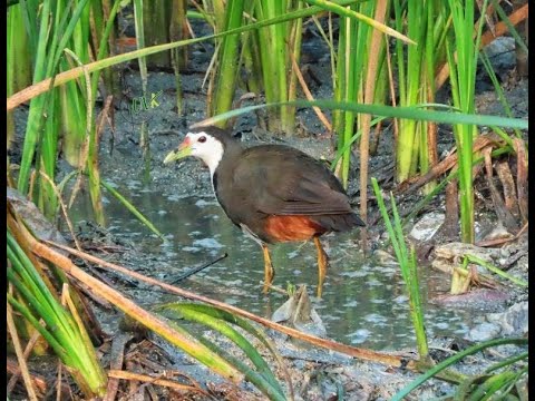 White breasted WATER HEN - territorial fight