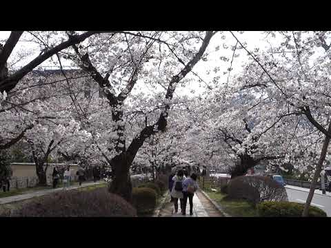 京都哲學之道賞櫻1