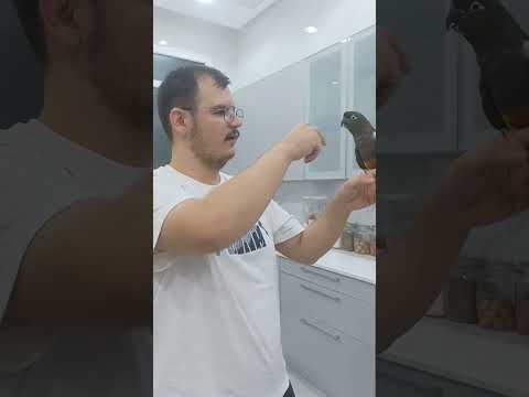 Playing Time Burrowing Parrot#shortsviral #shortsfeed #shortsvideo #shortsyoutube #shortvideo