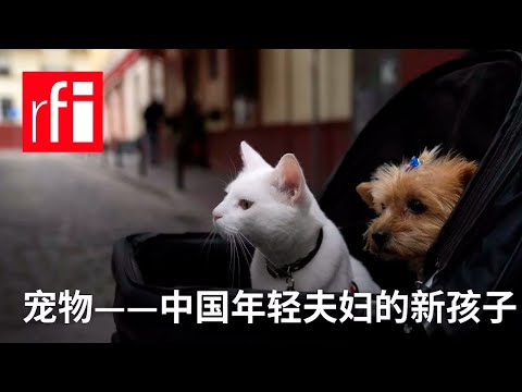 宠物——中国年轻夫妇的新孩子 • RFI 华语 - 法国国际广播电台