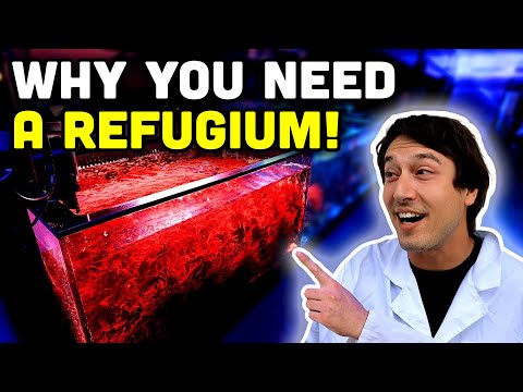 Does Your Tank NEED a Refugium?