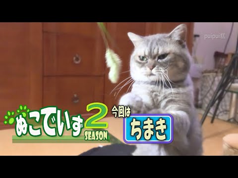 【猫じゃらしがすきな猫はいませんか】たねだらけにゃ