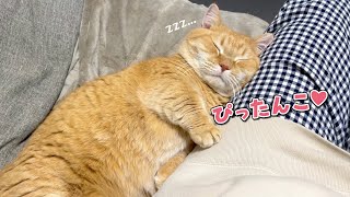 年越しを待てずにママにくっついて寝ちゃう猫が可愛すぎた！