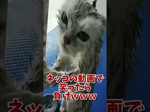 ネッコの動画で笑ったら負けｗｗｗ　#2ch #2ch動物スレ #2ch面白いスレ #動物 #犬 #猫 #癒やし #ねこ