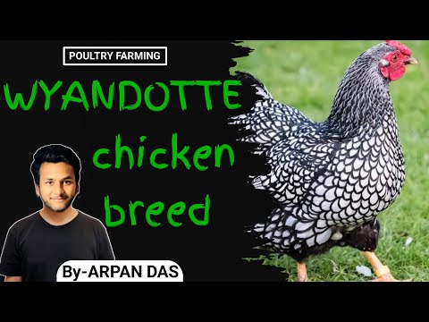 Wyandotte Chicken Breed l #poultry by ecohill agri l #poultryfarming #livestock