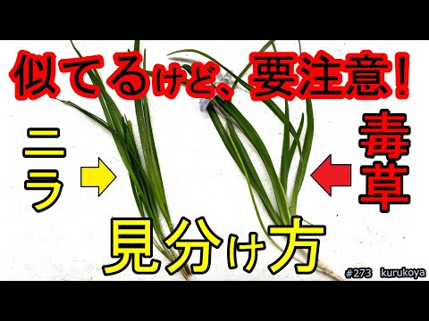 【要注意！】葉の断面、ニラ臭まで似てる、ニラと間違いやすい毒草の区別方法を考えました。ペットの散歩でも気を付けたい毒草です。#ノビル#ニラ#野草#spring starflower#ヒガンバナ科