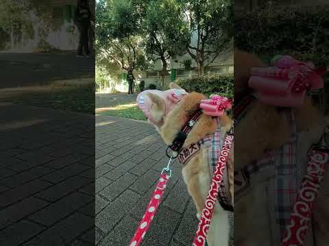 花小金井遊歩道【介助犬と桃にゃん】 #柴犬介助犬 #介助犬るな #介助犬と桃にゃん #介助犬 #shiba #dog #cutedog