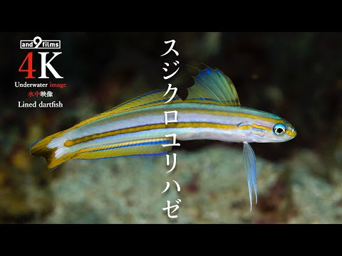 【YouTube魚図鑑 】スジクロユリハゼ / Lined dartfish