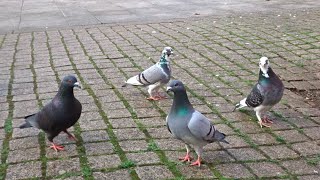 Pigeon Lovers