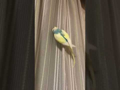 カーテンクライミング世界一位の演技がこちら（嘘）#shorts #セキセイインコ #budgie #かわいい #すいちゃん