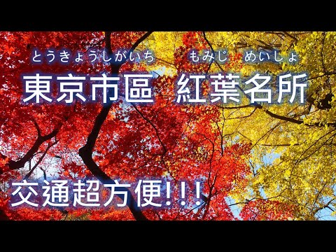 東京市區賞楓 超方便 名所推薦/ 秘境血之楓葉 / 日本自由行9