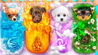 ¡Adoptamos Perro de Fuego, Agua, Aire y Tierra! Persiguiendo Mascotas de Elementos Mágicos