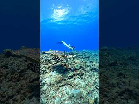 Swim with a turtle #freediving #snorkeling #seaturtles #シュノーケリング #スキンダイビング #ウミガメ