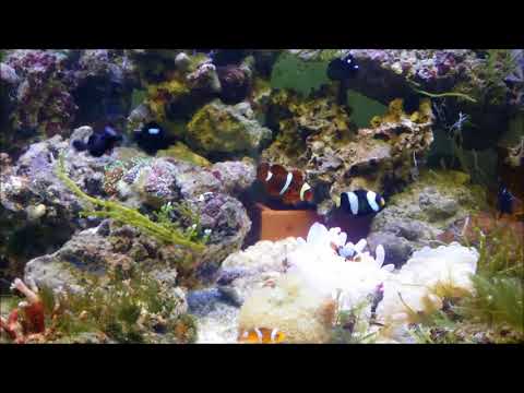 人工黑衣小丑Midnight Ocellaris Clownfish（Captive-Bred） use5K