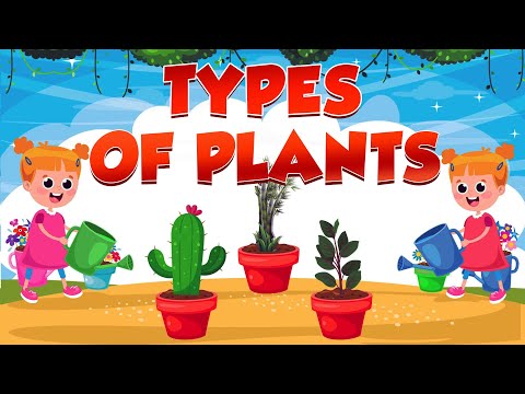 Types of Plants For Kids - Kids Vocabulary- Learn About the Different Plants That Exist in The World