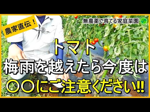 【トマト栽培】梅雨明け後にやるべき追肥などのお世話について解説！【有機農家直伝！無農薬で育てる家庭菜園】　24/7/18