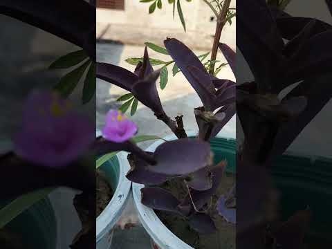 purple heart plant blooming#terracegarderning #plantsfromcuttings #permanentplantsfromcuttings