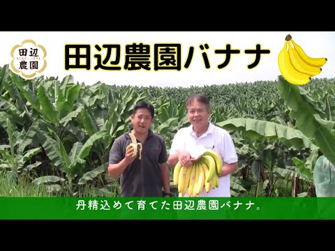 コープの田辺農園バナナ