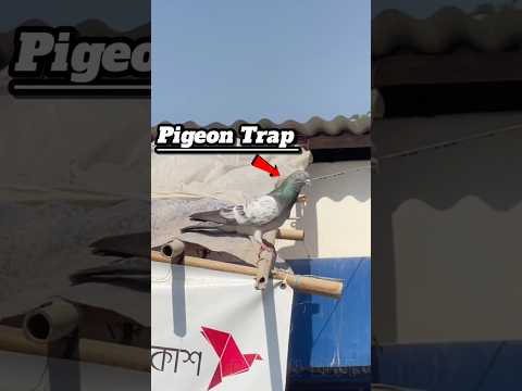 Kabutar pakadne ka aasan tarika 😱🕊️ || #Pigeon trap #Shorts #Easy_trap