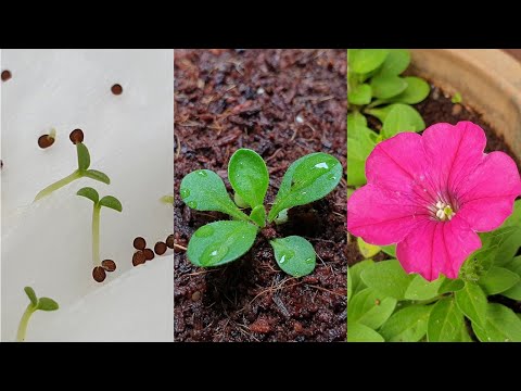 Petunia flower | How to grow petunias from seeds