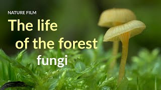 The life of the forest. Fungi