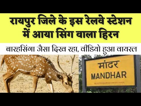 Chhattisgarh के Raipur जिले के इस railway station में jungle से आया सिंग वाला हिरन | Alkarha vlogger