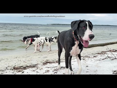 Funny Great Danes Twins  & Friends Love Splashing & Dashing At Florida Beach