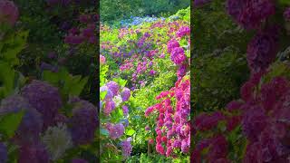 The hydrangea garden at Shimoda town 静岡県下田公園のあじさい #shorts #japan #flowers #hydrangea #紫陽花