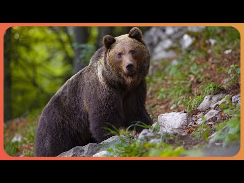 Tracking Deadly Predators Across Alaska's Wilderness | Brown Bears