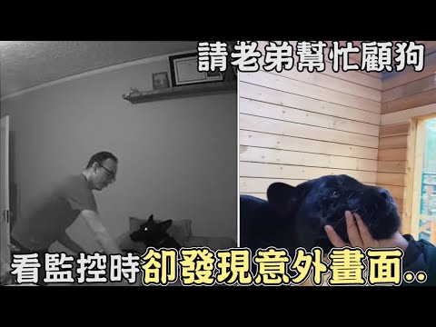 請老弟幫忙顧狗狗,查看監控時卻發現意外畫面,甜翻網友!動物和主人相處時的甜蜜時刻｜貓咪｜狗狗｜暖心｜老虎｜狐狸