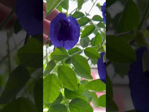 在室内可以种吗？【蓝花 / 蝶豆花】是长成什么样的呢!  Butterfly Pea Flower (Blue Flower) what does it look like!