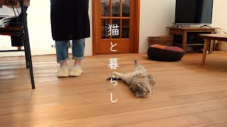 夏に嬉しいレシピと季節の手仕事/猫と私の家時間/刺繍