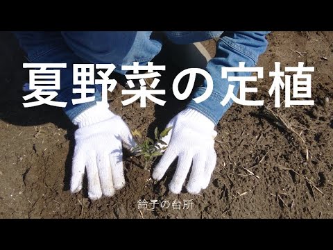 【夏野菜の植え付け】トマトの苗を植えながらひとり言