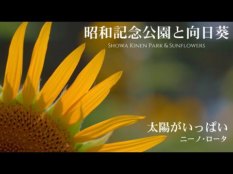 【日曜深夜名曲 vol.318】 昭和記念公園と向日葵 (東京都立川市) | 太陽がいっぱい ～ Plein Soleil ～ (ニーノ・ロータ)　2024 夏の関東ひまわりシリーズ 第三弾