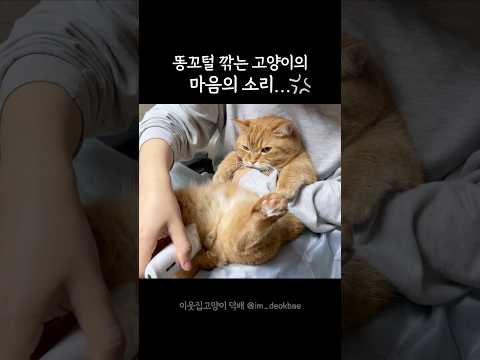 돈꼬털 깎는 고양이 마음의 소리