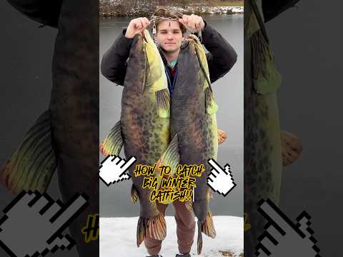 Winter Catfish Hacks: How To Catch BIG Cats FAST!! #shorts #fishing #catfish